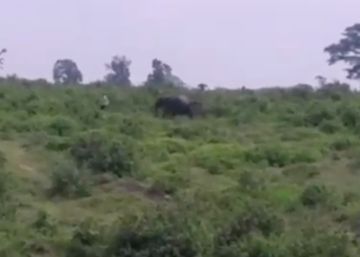 Muere un hombre pisoteado por un elefante que quería sacarse un ‘selfie’ con el animal