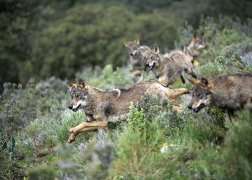 ¿Es culpable la fauna salvaje de los problemas agrícolas y ganaderos? ¿Es culpable la fauna salvaje de los problemas agrícolas y ganaderos?
