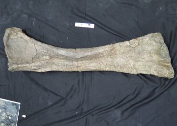 Hallado en Soria un braquiosaurio de 130 millones de años de antigüedad Hallado en Soria un braquiosaurio de 130 millones de años de antigüedad