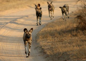Os cachorros selvagens que votam em assembleia Os cachorros selvagens que votam em assembleia