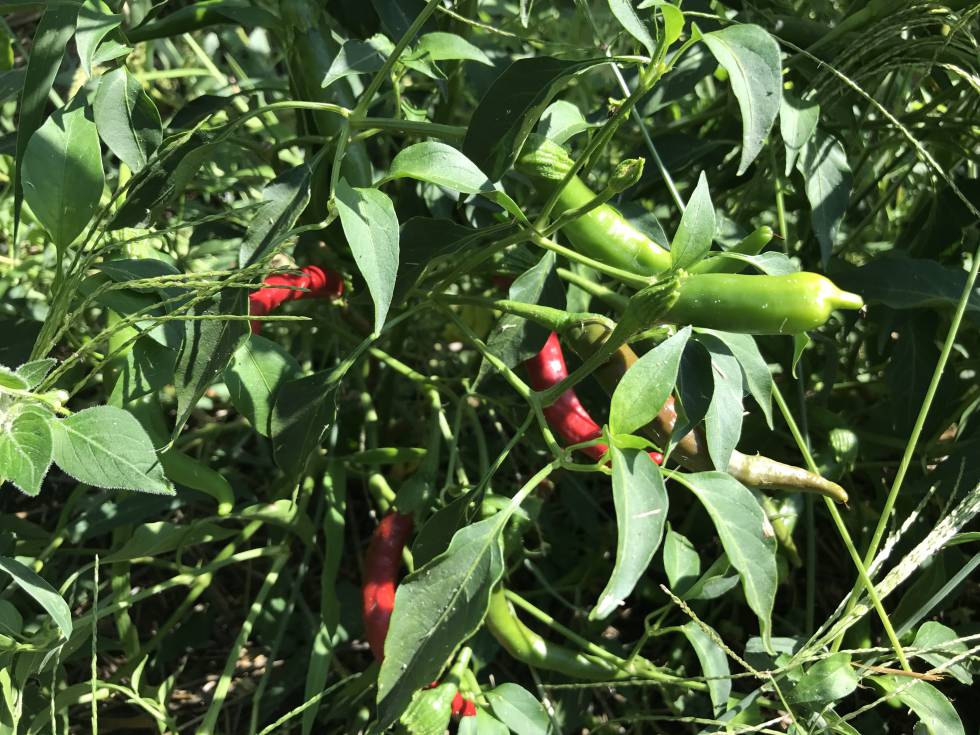 CHILE COSTEÑO ROJO DE OAXACA CAPEL