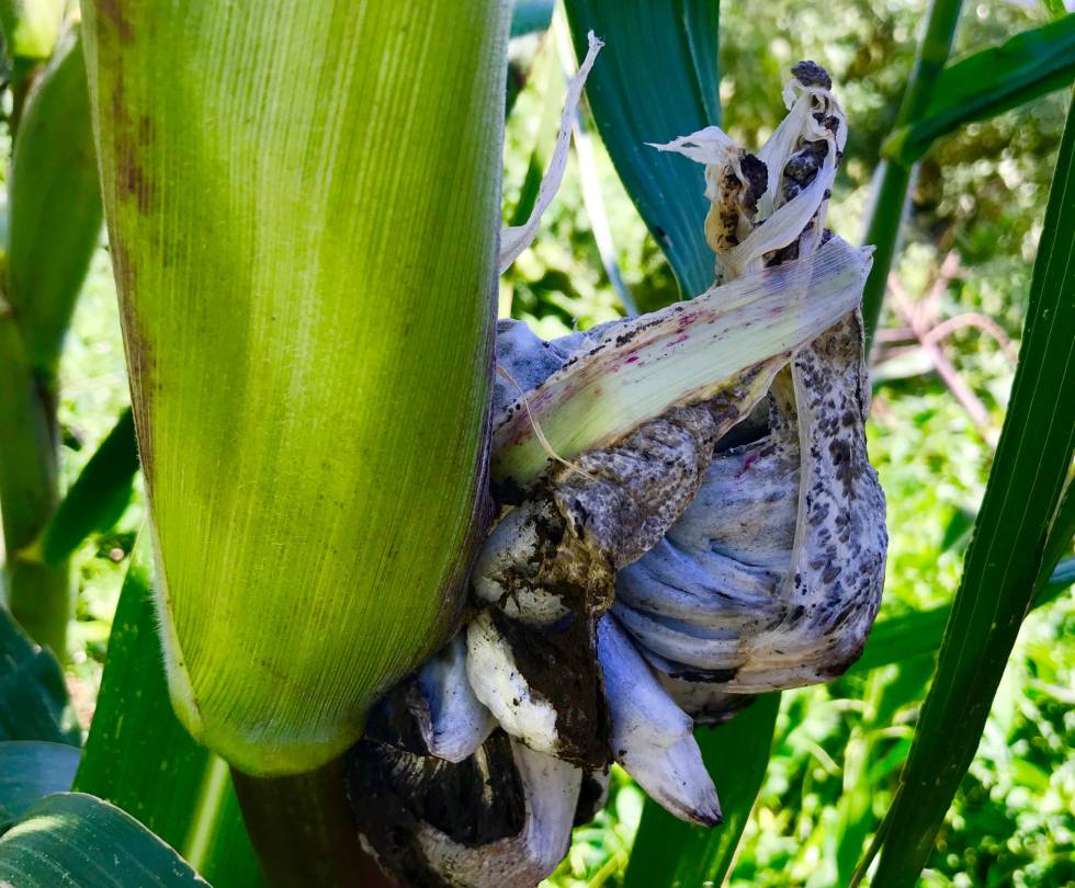 HUITLACOCHE CAPEL