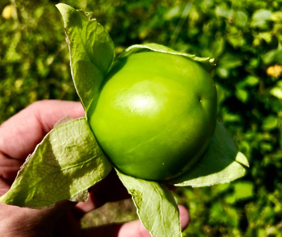MILTOMATE O TOMATILLO VERDE CAPEL