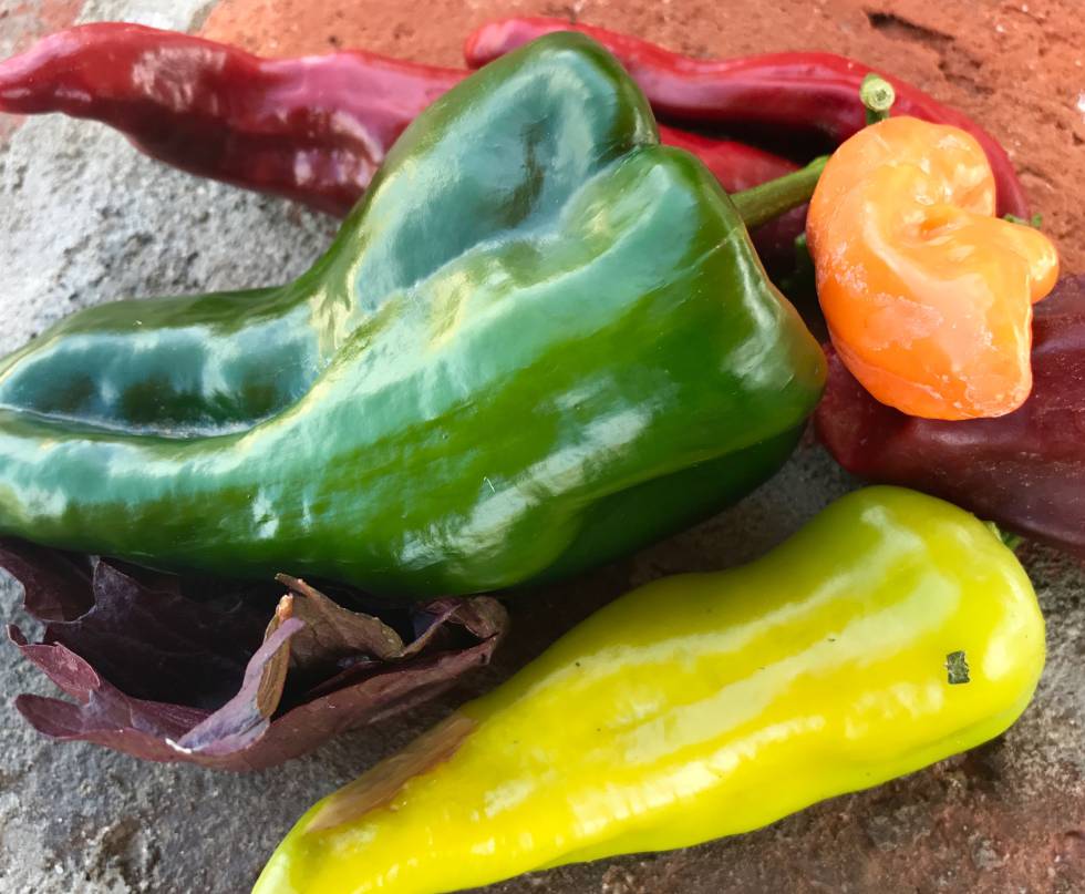 CHILE POBLANO (VERDE), HABANERO (NARANJA), CHILE DE AGUA (AMARILLO) Y HOJA DE EPAZOTE CAPEL