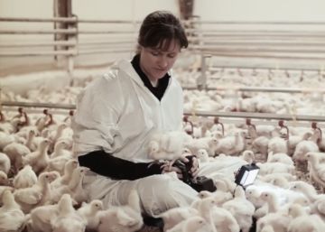 Exclusiva: este vídeo hará que te lo pienses mejor antes de comer pollo