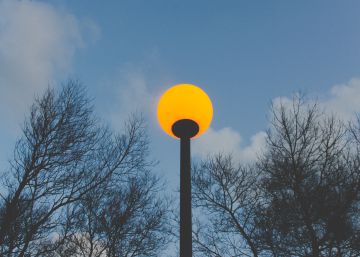 Por qué en las ciudades quizá no debería haber árboles Por qué en las ciudades quizá no debería haber árboles