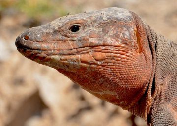 La extinción de los lagartos gigantes altera los ecosistemas de Canarias