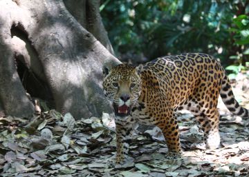 La Fundación BBVA premia la conservación de los ecosistemas del sureste ibérico La Fundación BBVA premia la conservación de los ecosistemas del sureste ibérico