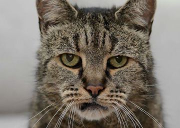 Muere Nutmeg, ‘el gato más viejo del mundo’, a los 32 años Muere Nutmeg, ‘el gato más viejo del mundo’, a los 32 años