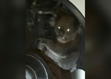 ¿Emergencias? Hay un koala en mi coche ¿Emergencias? Hay un koala en mi coche