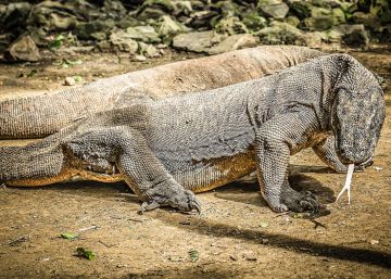 La caza del dragón La caza del dragón