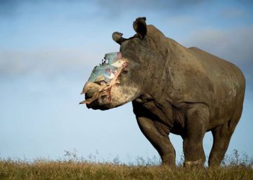 La segunda vida de los rinocerontes La segunda vida de los rinocerontes