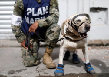 Los perros rescatadores de México