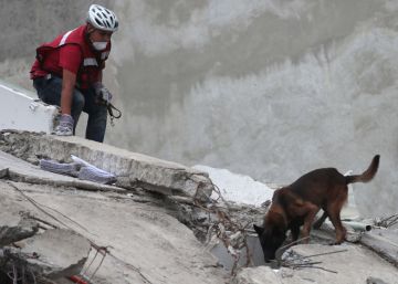 'Chichí', un pastor belga que salvó a una persona cuando ya se había abandonado la búsqueda de supervivientes en un edificio de México.
