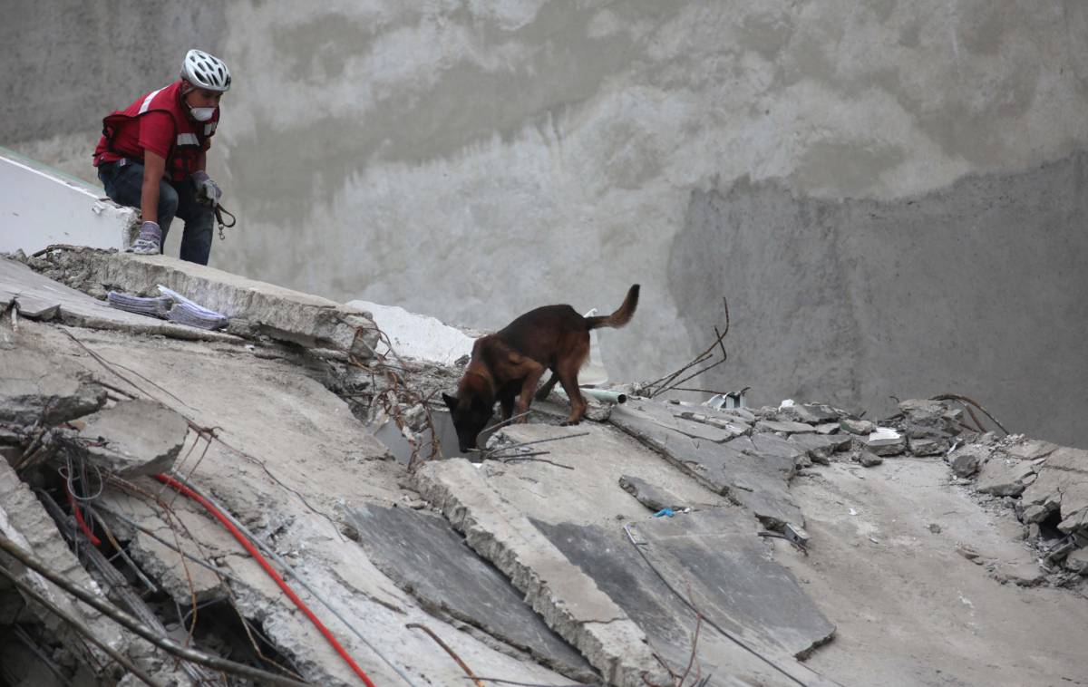 'Chichí', un pastor belga que salvó a una persona cuando ya se había abandonado la búsqueda de supervivientes en un edificio de México.