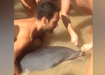 Unos bañistas salvan a un delfín varado en una playa de Cádiz Unos bañistas salvan a un delfín varado en una playa de Cádiz