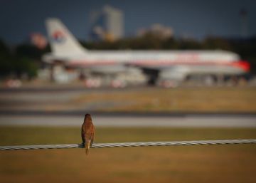 O que acontece quando um pássaro colide com um avião?