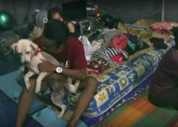 Los animales también se refugian del volcán activo en Bali