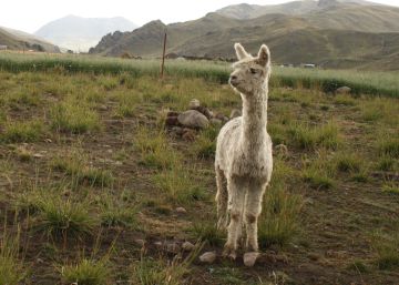 El comercio de mascotas exóticas de riesgo aumenta en Holanda y España