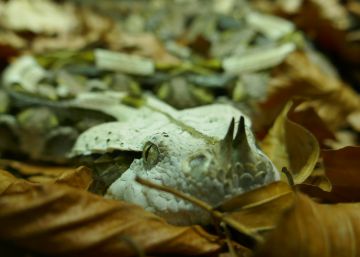 La horrenda mordedura de la víbora de Gabón La horrenda mordedura de la víbora de Gabón