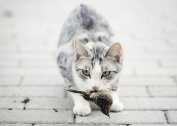 Los gatos, enemigos de especies en extinción Los gatos, enemigos de especies en extinción