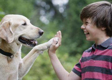 El perro es el mejor amigo del hombre... diabético El perro es el mejor amigo del hombre... diabético