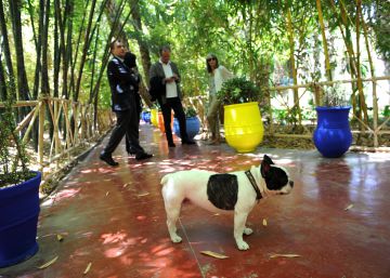La vida trágica y lujosa del perro más famoso del mundo de la moda La vida trágica y lujosa del perro más famoso del mundo de la moda