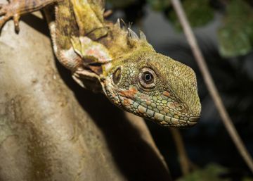 Un estudio revela el escondite secreto de los reptiles Un estudio revela el escondite secreto de los reptiles