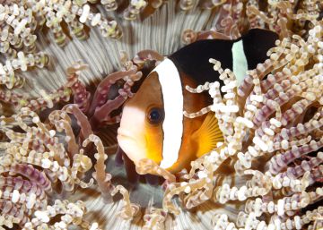 El cambio climático hará más difícil encontrar a Nemo El cambio climático hará más difícil encontrar a Nemo