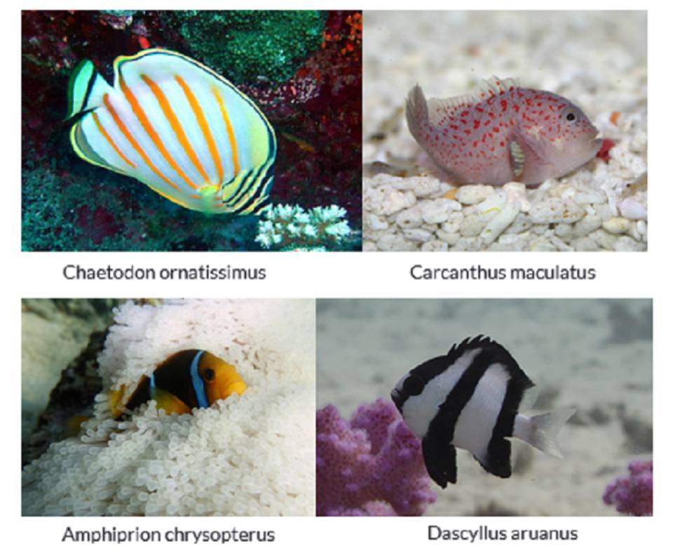 El cambio climático hará más difícil encontrar a Nemo