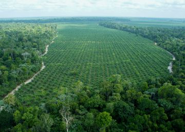 ¿Y si el aceite de palma pudiera ayudar a proteger el Amazonas? ¿Y si el aceite de palma pudiera ayudar a proteger el Amazonas?