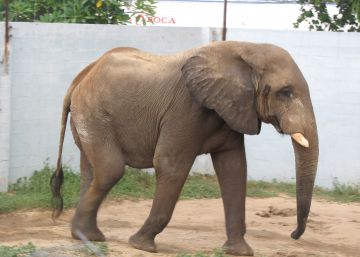 Este elefante necesita 7.100 euros para ir al dentista Este elefante necesita 7.100 euros para ir al dentista