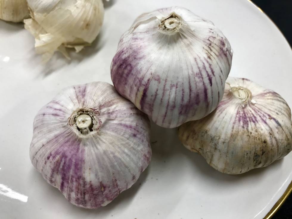 AJO VIOLETA, SEMILLAS CHINAS CQPEL