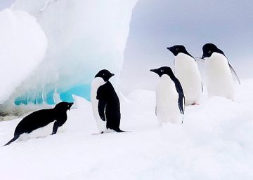 Miles de crías de pingüino Adelia mueren de hambre en la Antártida Miles de crías de pingüino Adelia mueren de hambre en la Antártida