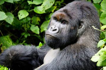 Los grupos familiares de gorilas de montaña del Parque Nacional de Virunga reciben el nombre de los guardabosques que han dado su vida defendiéndolos. Este macho de lomo plateado ha sido bautizado con el nombre de la familia Munjaga.