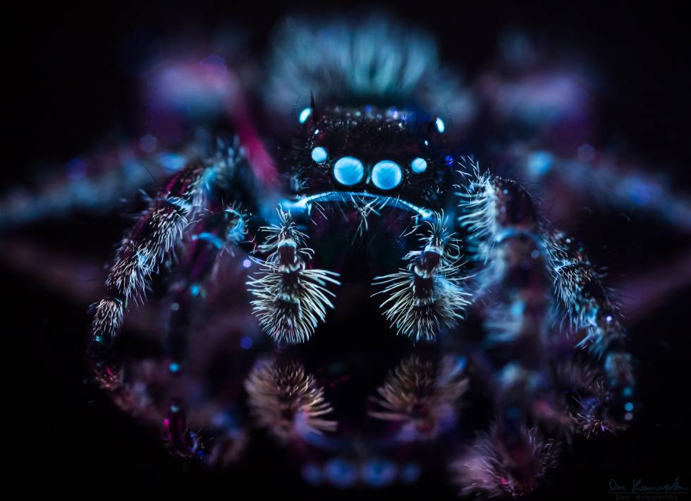 La belleza de la naturaleza bajo la luz ultravioleta