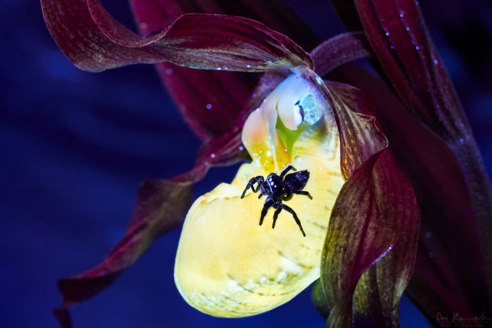 La belleza de la naturaleza bajo la luz ultravioleta