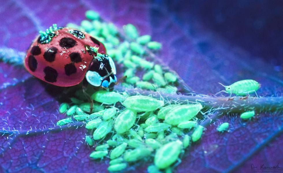 La belleza de la naturaleza bajo la luz ultravioleta