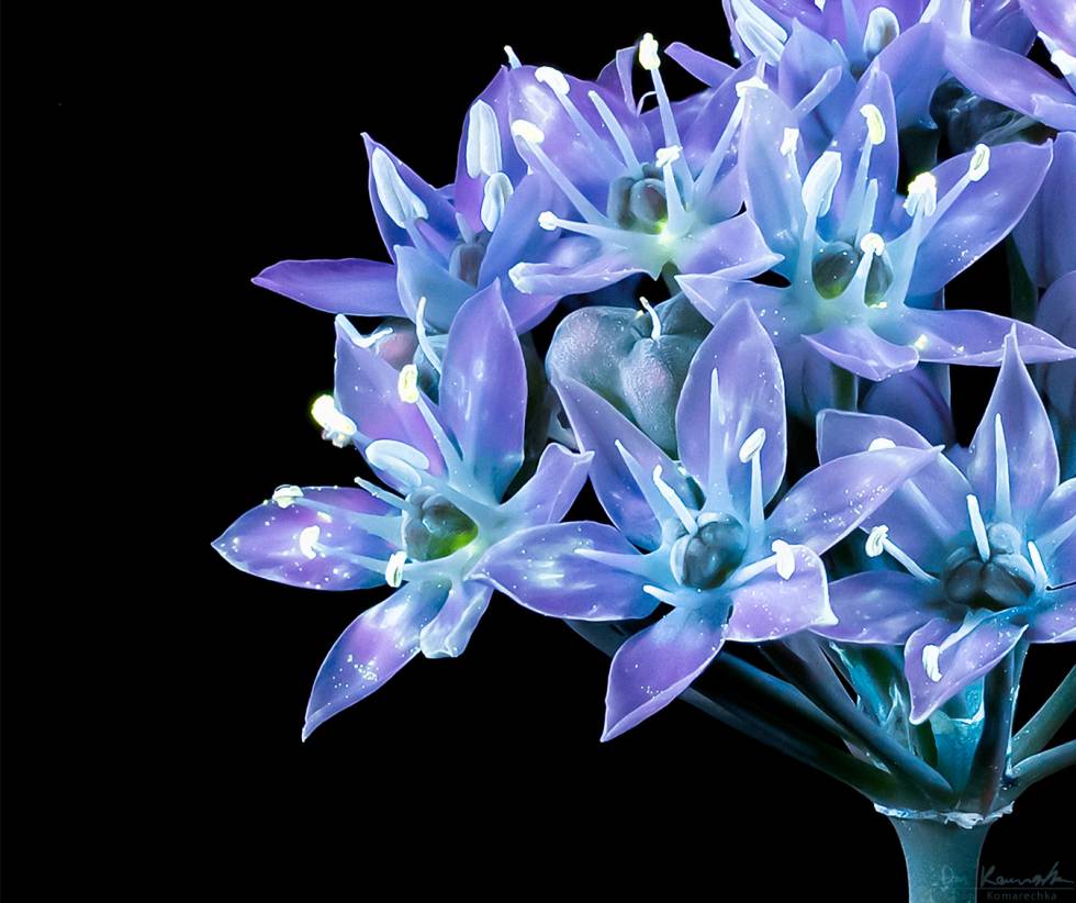 La belleza de la naturaleza bajo la luz ultravioleta