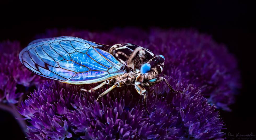 La belleza de la naturaleza bajo la luz ultravioleta