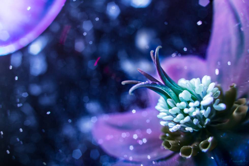 La belleza de la naturaleza bajo la luz ultravioleta