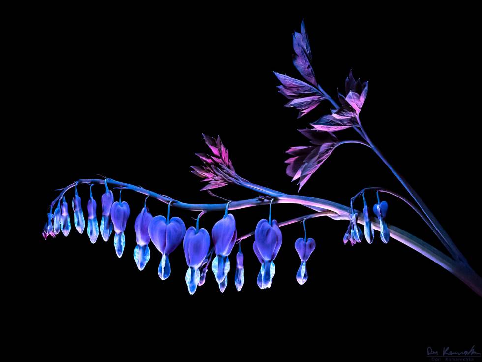 La belleza de la naturaleza bajo la luz ultravioleta