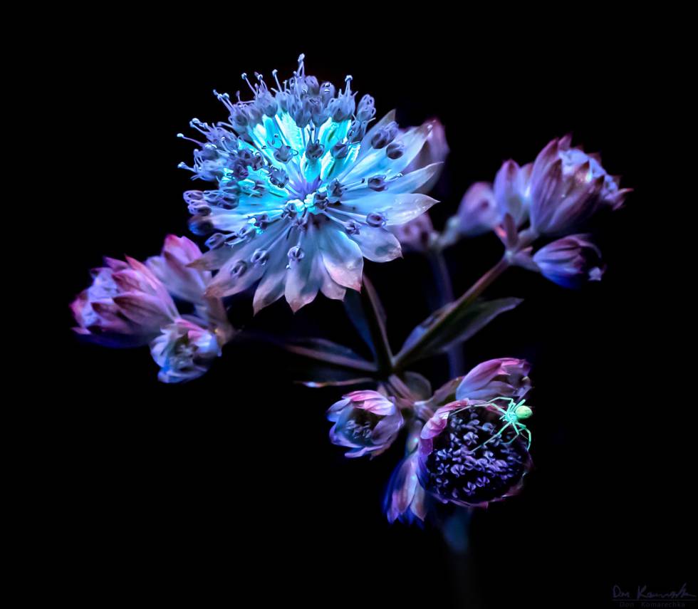 La belleza de la naturaleza bajo la luz ultravioleta