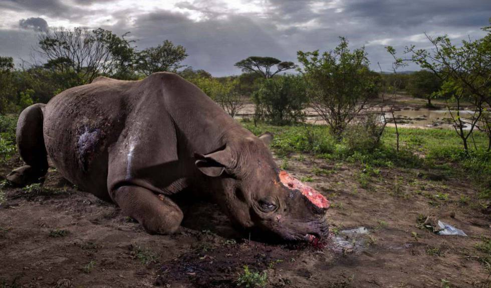 Las fotos ganadoras del Wildlife Photographer of the Year 2017