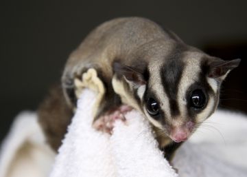 Este marsupial está exterminando a los periquitos de Tasmania Este marsupial está exterminando a los periquitos de Tasmania