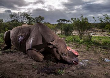 Las fotos ganadoras del Wildlife Photographer of the Year 2017 Las fotos ganadoras del Wildlife Photographer of the Year 2017
