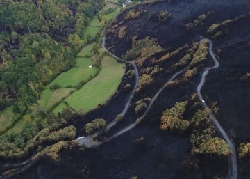 Recuperar los bosques