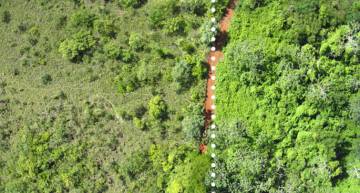 regenerar bosque naranjas