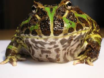 Los renacuajos del escuerzo común son las únicas crías conocidas que emiten llamadas de angustia aunque en su especie no existe el cuidado parental.