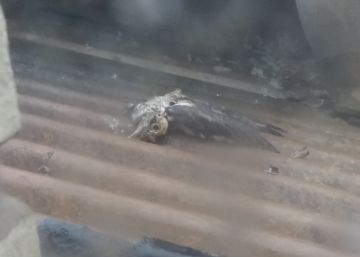 El pollo El pollo